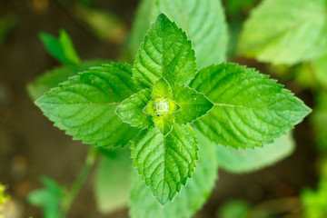 Bright green fresh mint leaves close up