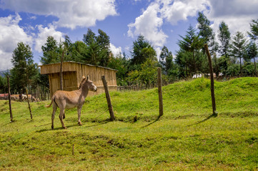 Obraz premium Donkey in the wild near Aberdare Park