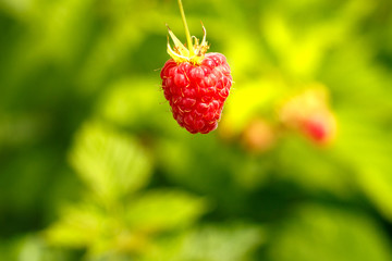 Ripe red raspberries on a green background
