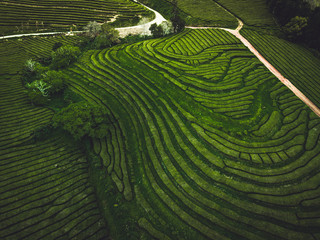 Green tea terrace plantation Gorreana in fog from above, drone shot, Azores islands. The oldest, and currently only, tea plantation in Europe. Bird eye view, aerial panoramic view.