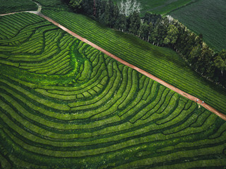 Fototapeta premium Green tea terrace plantation Gorreana in fog from above, drone shot, Azores islands. The oldest, and currently only, tea plantation in Europe. Bird eye view, aerial panoramic view.
