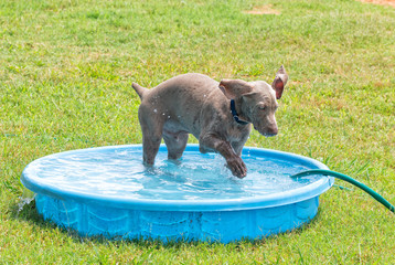 Weimaraner puppy splashing water with his paw in a kiddie pool on a hot summer day