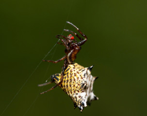 Micrathena gracilis, Spiny Orbweaver spider, hanging on her web strings with a red-eyed fly she caught