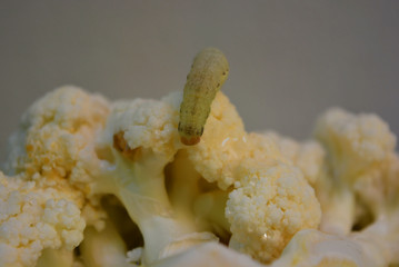 Light green live caterpillar with black side dark spots eats cauliflower cabbages.