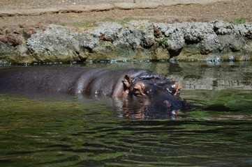 Hipopótamo; zoo de Goiania