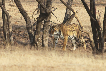 Obraz na płótnie Canvas Tiger on stroll, Ranthambore National Park, India