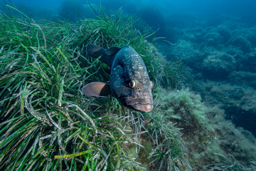Dusky grouper (Epinephelus marginatus)