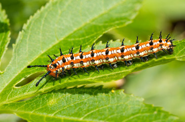 Variegated Fritillary butterfly caterpillar on a leaf of its host plant, the Passion Vine