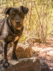 Wandern mit Hund in Spanien