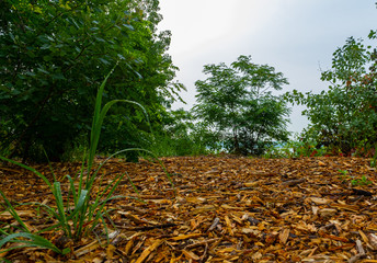 woods and plants in the trail at Barrie Ontario Canada