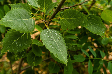 good morning really love to see green leaf with water drops in the morning. Took the photo in the trail at Barrie Ontario Canada