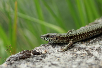 Lézard des murailles