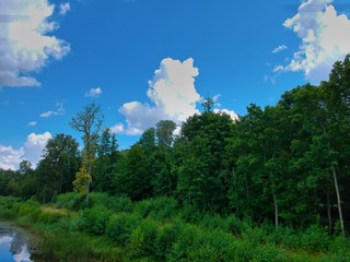 landscape with trees and blue sky