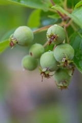 Green fruit of sea bream after spring rain，Malus spectabilis