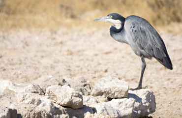 black headed heron
