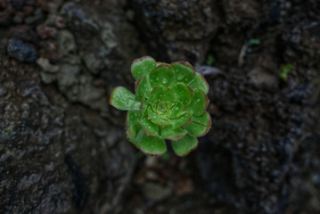 Aeonium Holochrysum (Rosetten-Dickblatt)