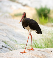 black stork
