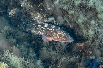 Dusky grouper (Epinephelus marginatus)