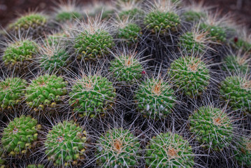 Gymnocalycium zegarrae © Robert