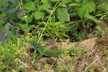 Lézard vert et bleu Lacerta bilineata