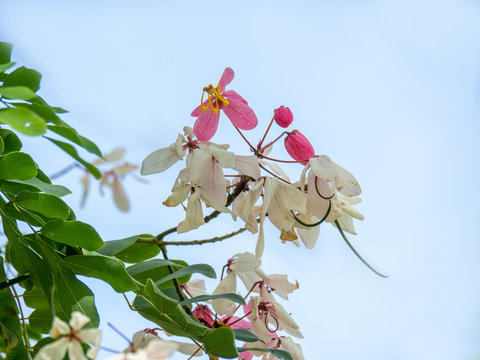 Flowers of Cassia bakeriana or common name Horse Cassia , Pink Cassia , Pink Shower or Wishing Tree. Flowering plants in the legume family usually found in every part of Thailand.