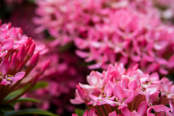 Tight cluster of Pink Ixora flower inflorescences