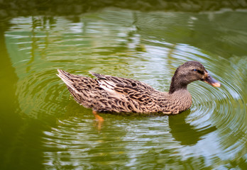 Mallard duck Nap while floating on water