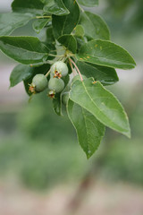 Green fruit of sea bream after spring rain，Malus spectabilis