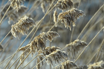 Trzciny © Rafa