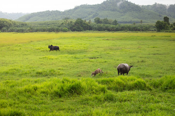 Buffalo eating grass in the fields