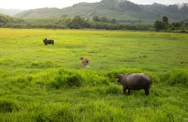 Buffalo eating grass in the fields