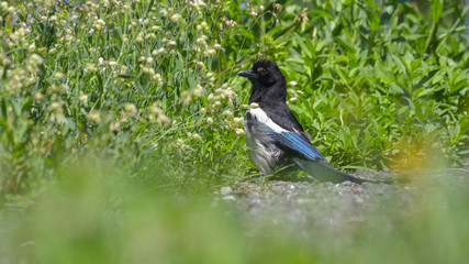 gazza ferma sul terreno nel prato verde