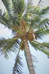 Obraz premium 椰子の木