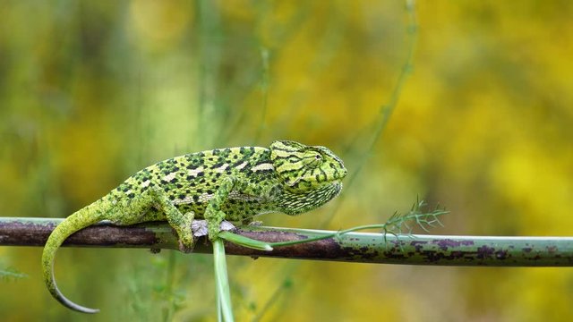 green common chameleon on a thin branch, with a yellow defocused foor 