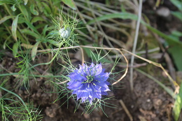 Fleur Bleue Dans La Nature