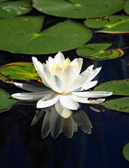 Obraz na płótnie Canvas Floating white water lily with reflection