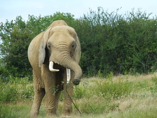 Elephant 1
