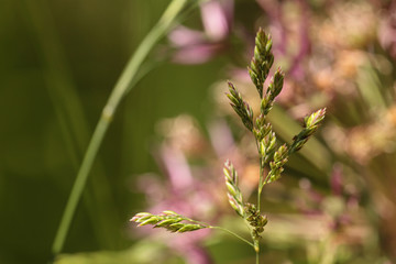 flowers in the garden