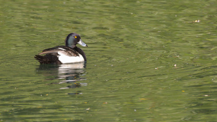 Moretta maschio nuota sul lago in estate