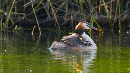 Svasso maggiore con pulcino appena nato
