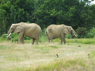 Elephant 4