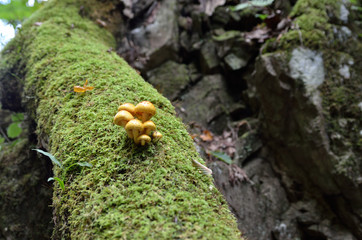 Photograph of mushroom growing naturally