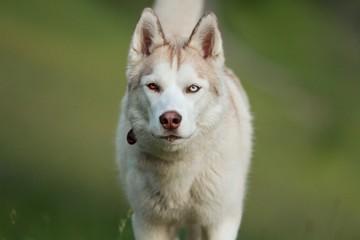 portrait of siberian husky