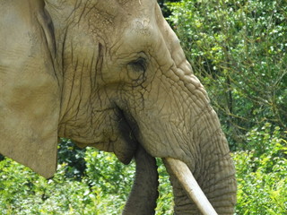 Elephant 7