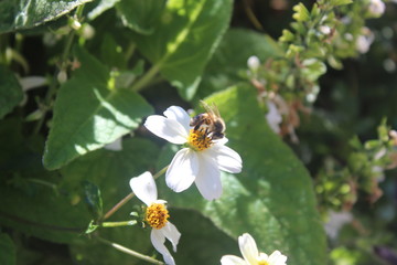 Fototapeta premium L'abeille et le nectar de la fleur blanche