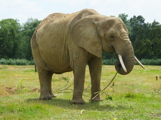 Fototapeta premium Elephant 8