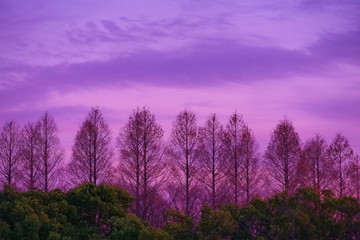 Fototapeta premium 夕焼け空