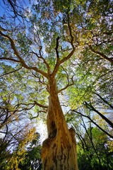 Fototapeta na wymiar シマサルスベリの木