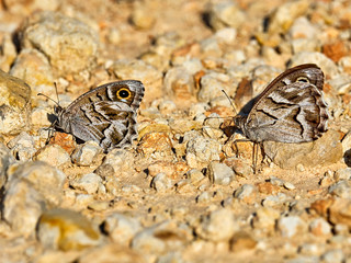Pair of Striped Grayling butterflies (Hipparchia fidia) perched on the ground in the early morning, near Ballus, Spain