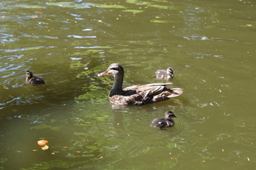 La canne et ses cannetons